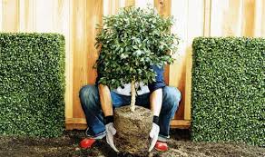 Plants and Trees Relocation Services